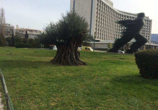 Olive Tree at Hilton